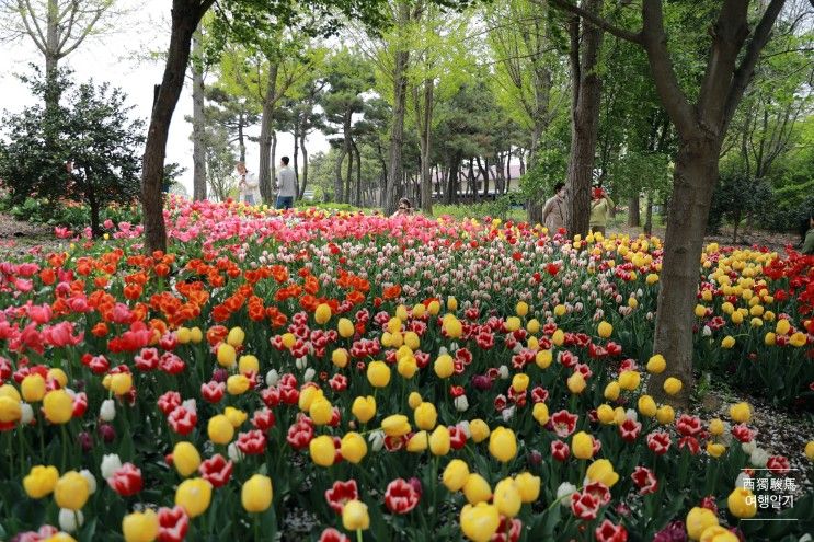 [전주] 한국도로공사 전주수목원 튤립 만개