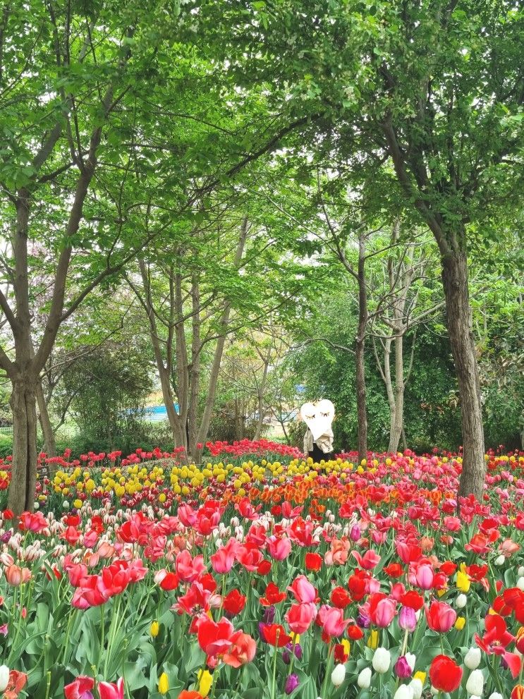 [전주 가볼만한 곳] 한국도로공사 수목원, 겹벚꽃 대신 튤립 보러