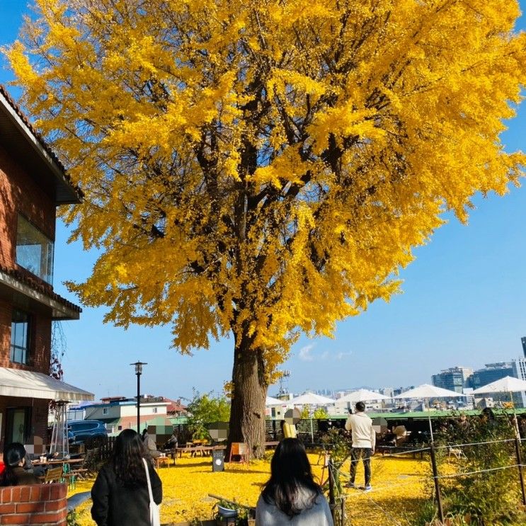 노랗게 물드는 계절엔 고민하지말고 스태픽스 (11월 방문 추천)