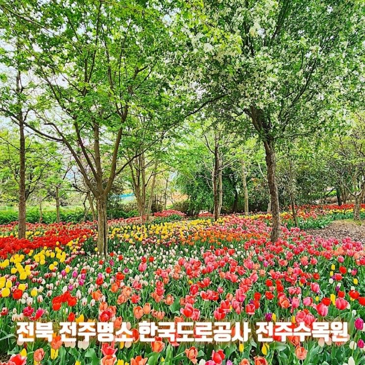 전북 전주 가볼만한곳 꽃향기 가득한 한국도로공사 전주수목원