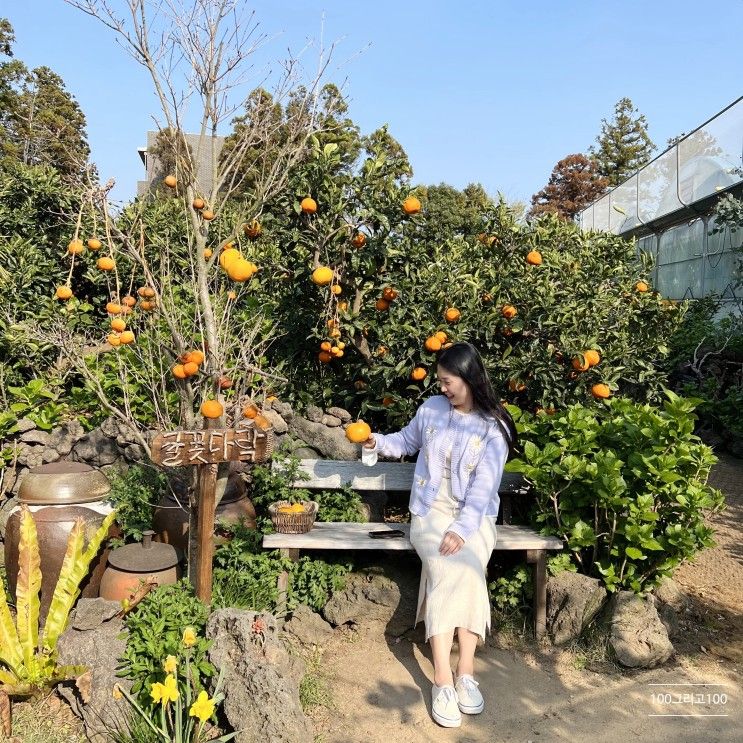 [제주] 서귀포 싱그러운 귤밭 속 감성 카페 귤꽃다락