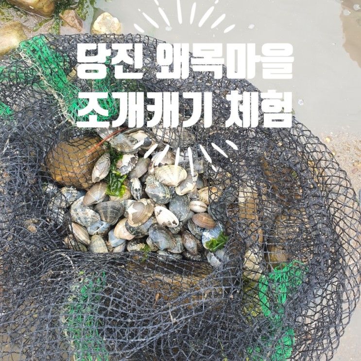 당진 왜목마을 바닷가 1분에 30개 조개캐기체험 최적의 갯벌