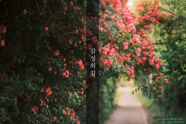 서울 장미 명소 이촌한강공원 핑크로드