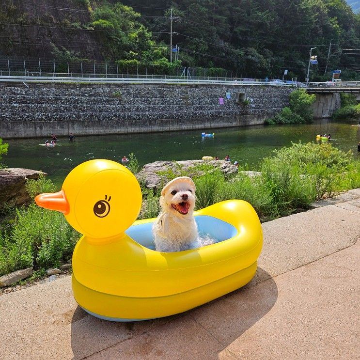 수심 깊은 가평 항아리바위계곡(애견동반/취사가능)