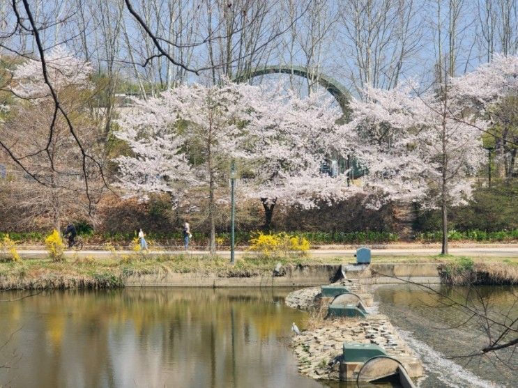 담양 관방제림 벚꽃 명소