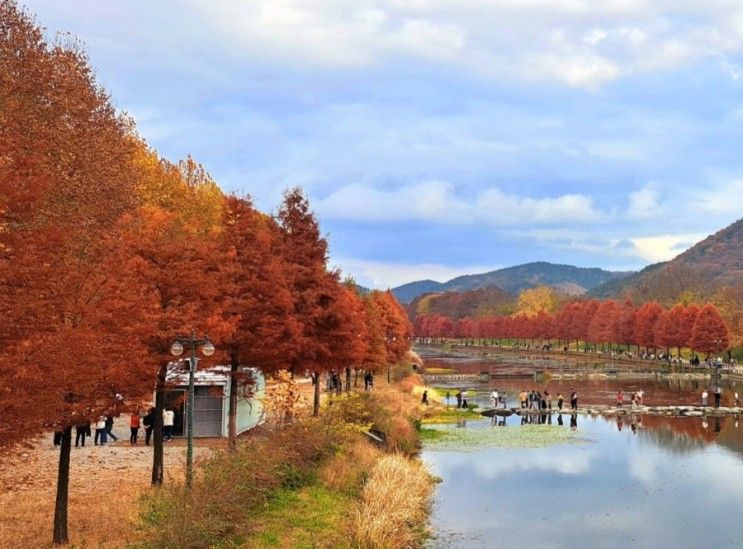 담양 관방제림 가을 산책 추억하기