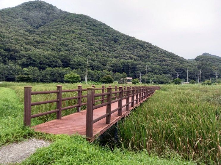 용인 길업습지 길업생태습지 (가벼운 산책)