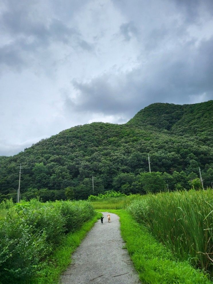 용인길업습지공원(애견동반&산책코스&공원&차박&용인차박지... 