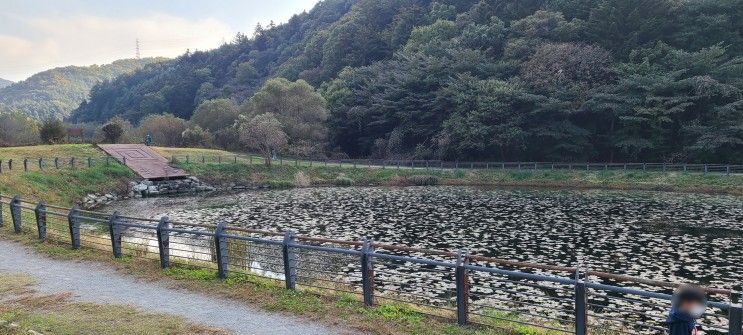 용인 차크닉 장소 추천 - 길업습지 (침강저류지)