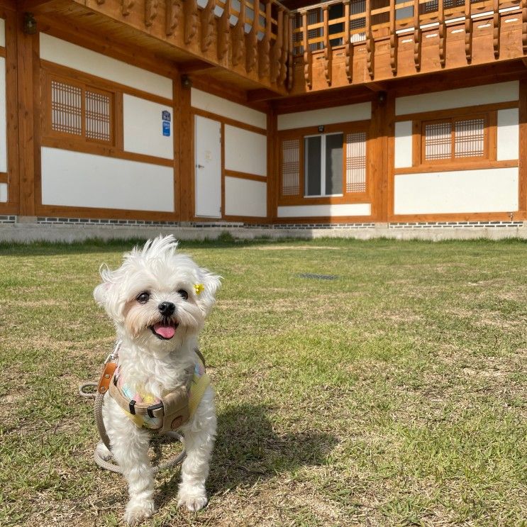 경주 애견동반펜션, 풀빌라있는 경주신라한옥호텔