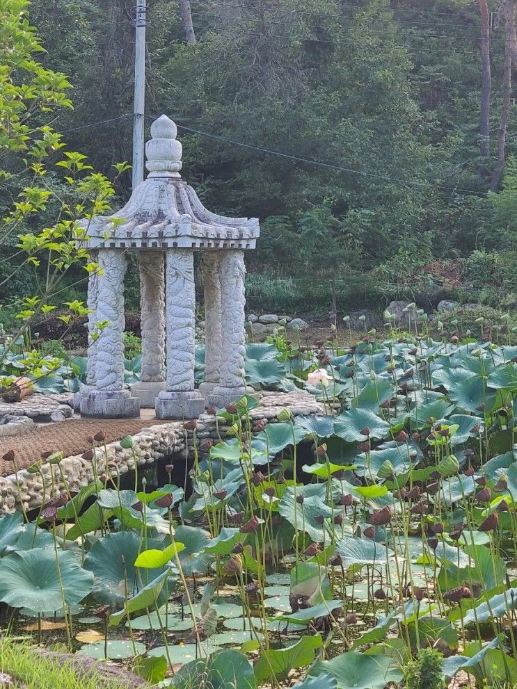 무한리필, 설악자생식물원 김영애할머니 순두부, 설악산책...