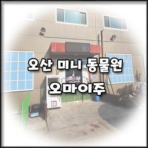 [경기도 오산 미니 동물원] 아이랑 가볼만한곳 오마이주