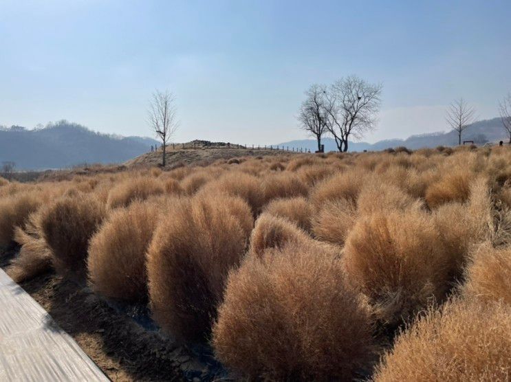 경기도 가볼만한곳 <임진강 댑싸리공원> 텐트칠수 있는곳