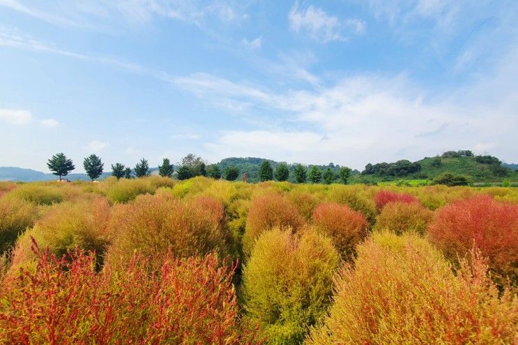 연천 임진강 댑싸리공원 꽃 여행 즐기는 가을에 가볼만한곳