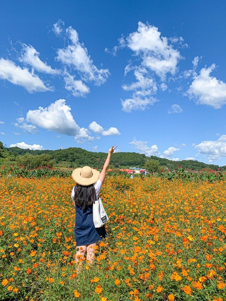 서울근교 꽃구경 데이트 연천 가볼만한곳 임진강 댑싸리공원