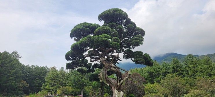 가평 당일치기 - 아침고요수목원