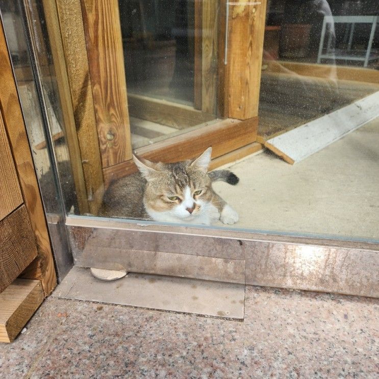 용암동 카페 고양이가 있는 이상한카페인아프리카