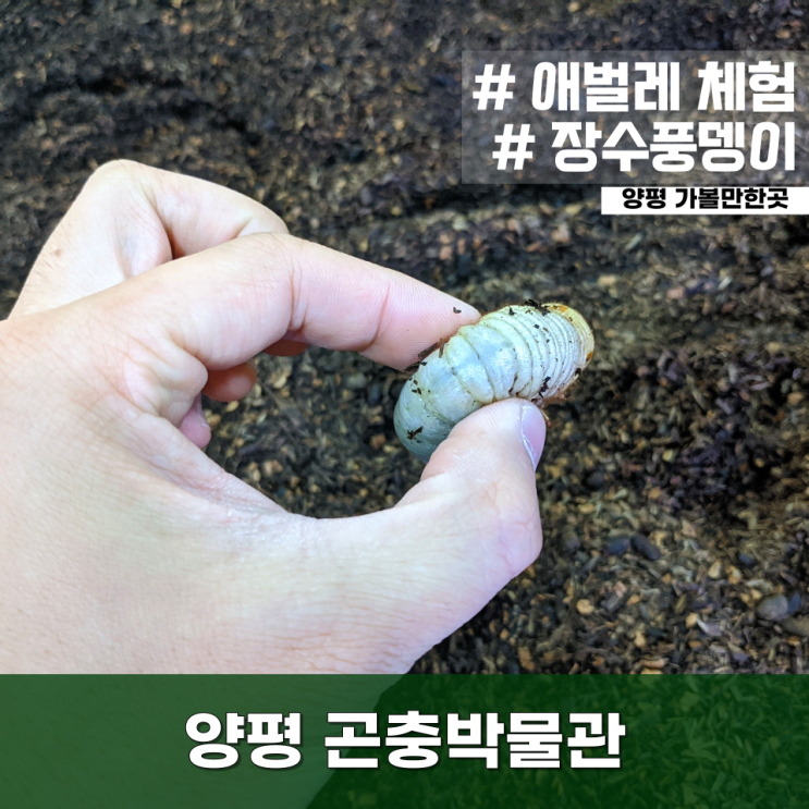 양평 곤충박물관에서 곤충을 직접 만져보고 왔어요