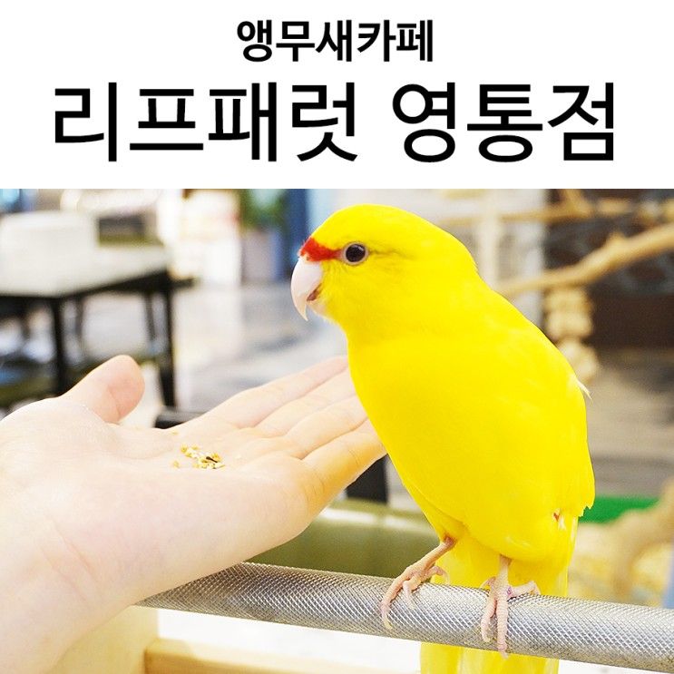 수원 아기랑 실내, 리프패럿 영통점 앵무새카페 먹이주기 체험