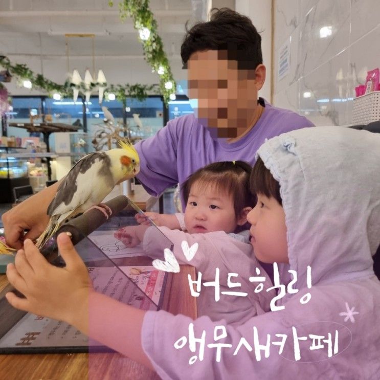 곳 동물먹이주기체험 가능한 동물카페 버드힐링 앵무새카페