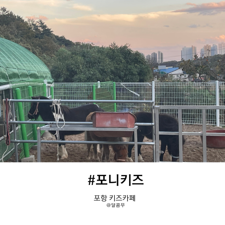 포항 키즈카페 동물체험도 가능한 포니키즈