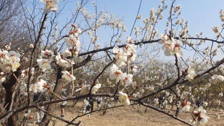 2023.03.18-19 : 만돈만리 & 청학동한정식 & 이천 산수유