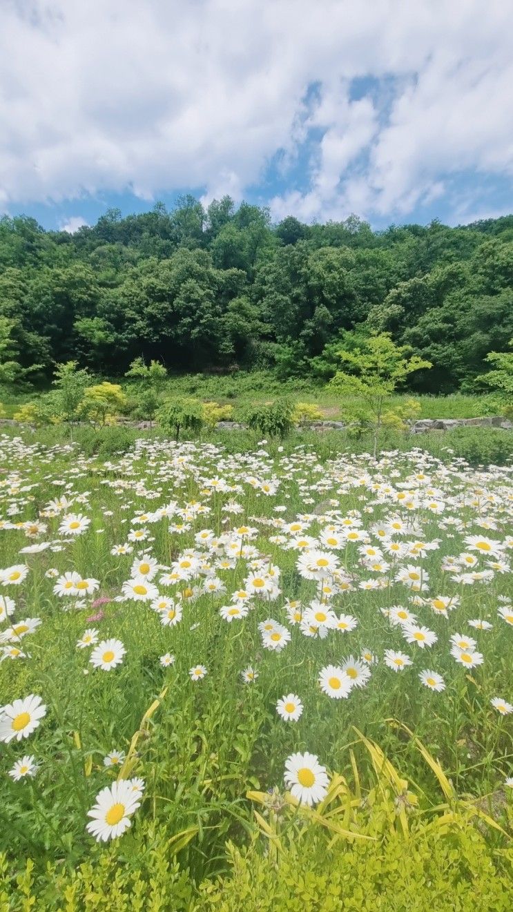 율곡수목원 데이지꽃, 전망대  후기 230604