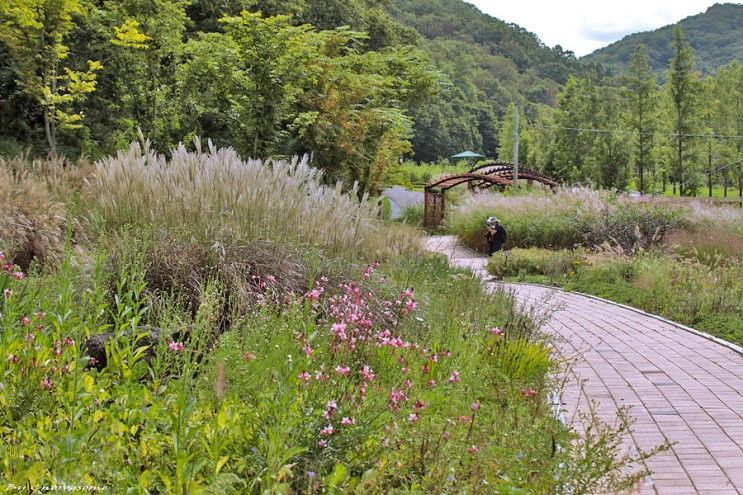 파주 율곡수목원, 구절초 피는 언덕