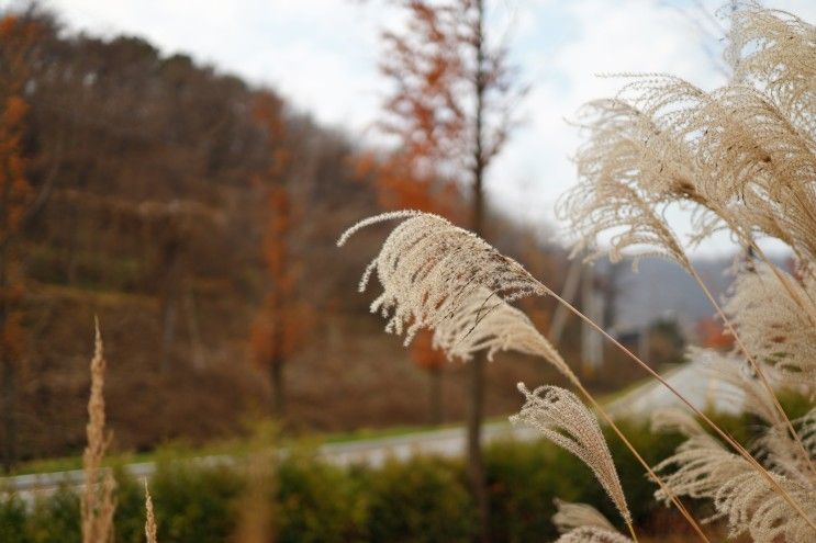 파주 율곡 수목원 가을 단풍 구경