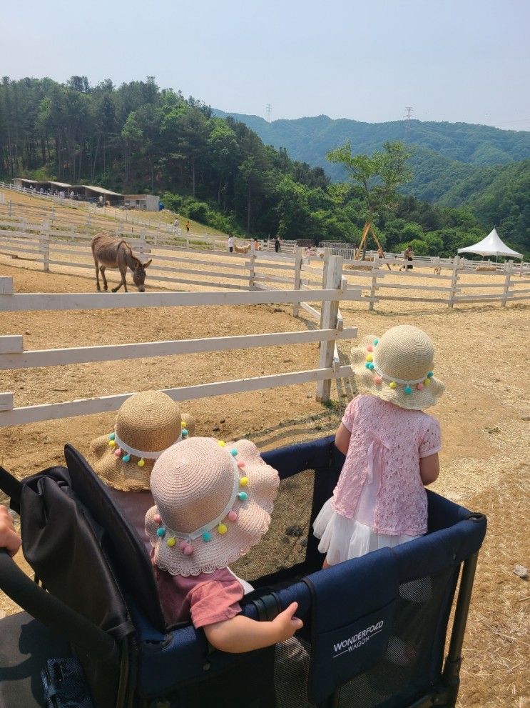 2022.05.20 가평여행2(아이놀터키즈풀빌라, 가평양떼목장)