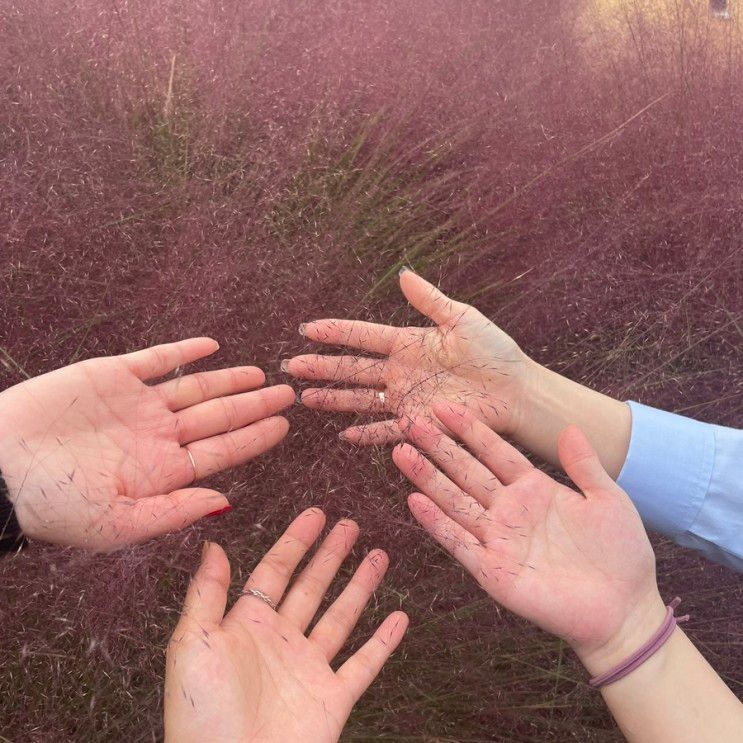 [주말기록] 안성 경양식 맛집 올드타임에서 점심 먹고 안성팜랜드 핑크 뮬리 보러 다녀왔어요!