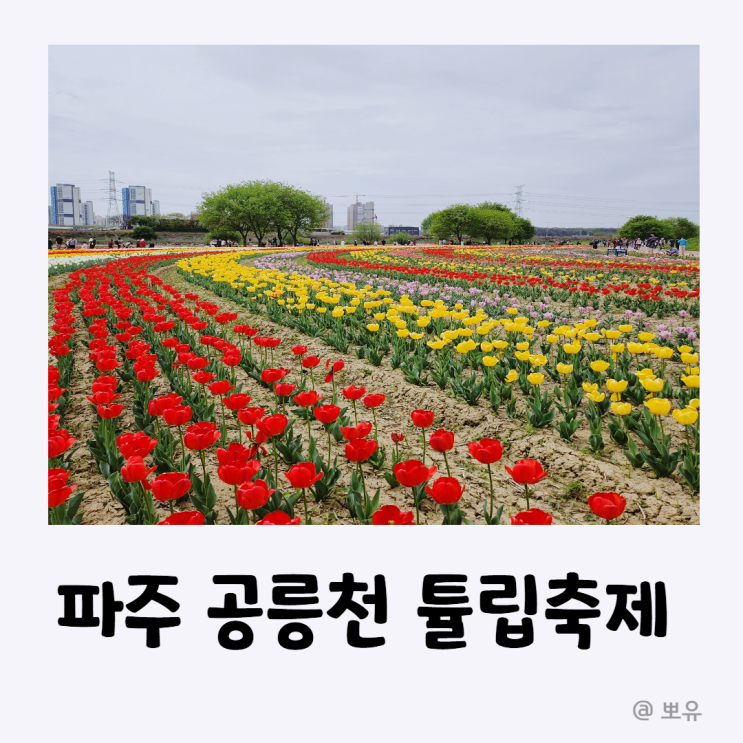 5세 아이랑 갈만한 곳 : 파주 공릉천 튤립축제