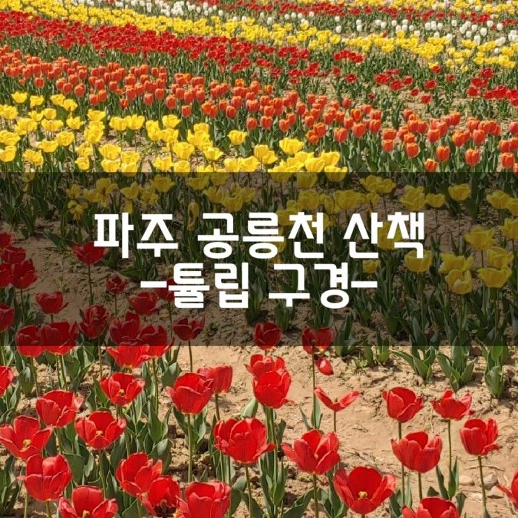 파주 공릉천 산책. 공릉천 튤립 축제