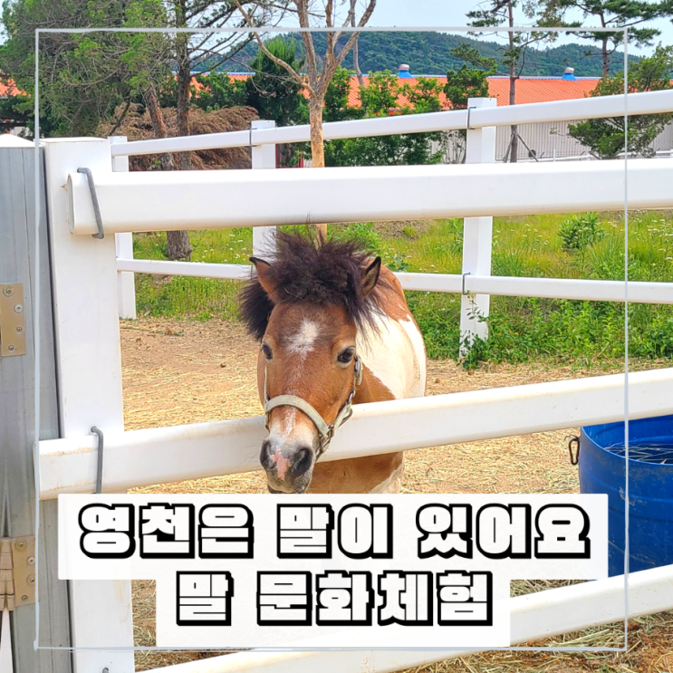 영천여행 아이들과 가볼만한곳 운주산승마자연휴양림