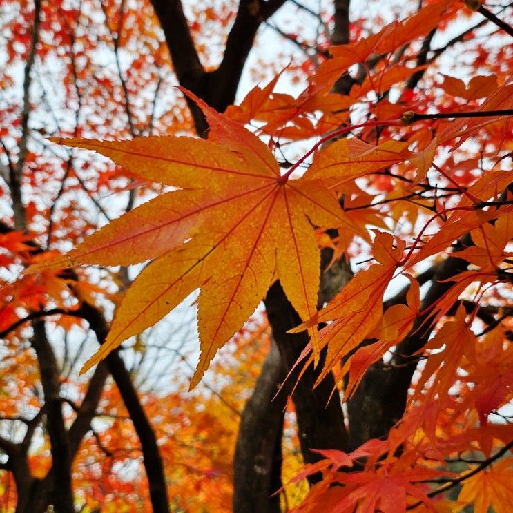 용문산 관광단지 용문사 은행나무 가을 느끼고 왔어요