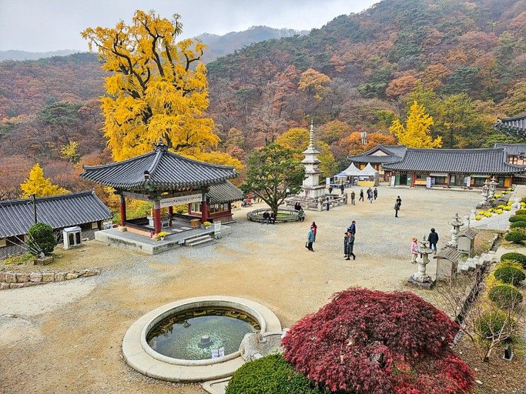 경기도 단풍명소 양평 용문산 관광단지 단풍 양평 용문사...