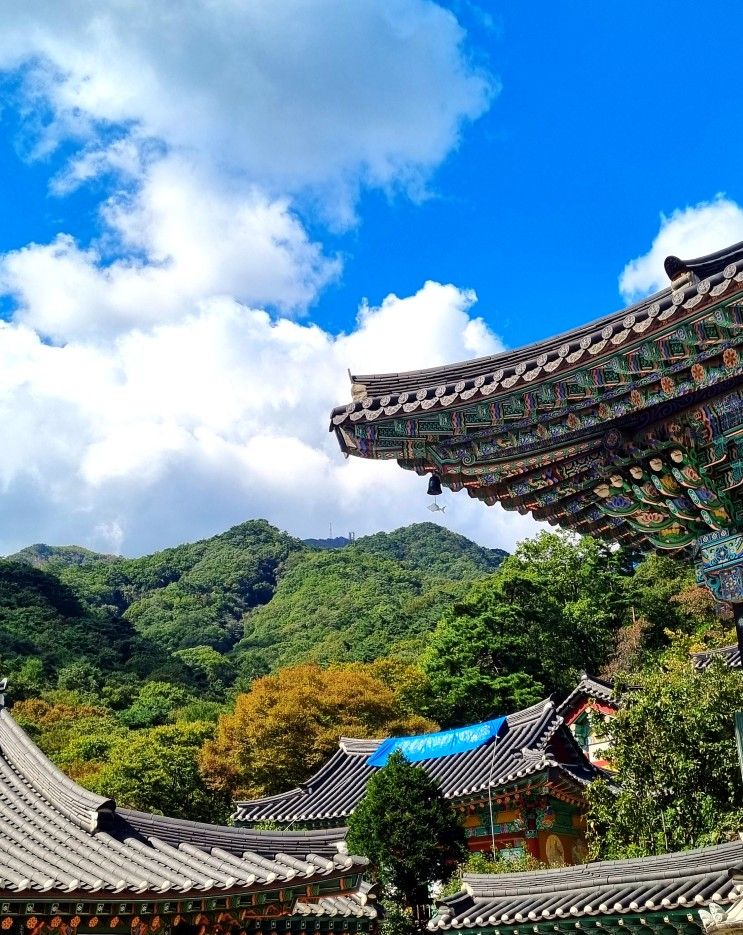 경기도 양평 가볼만한 곳 용문사 은행나무 용문산 관광단지...