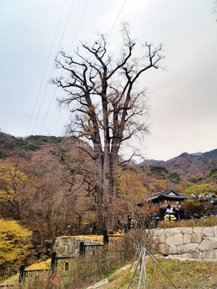 양평 용문산 관광단지 주차 입장료 무료 가을 단풍 용문사...