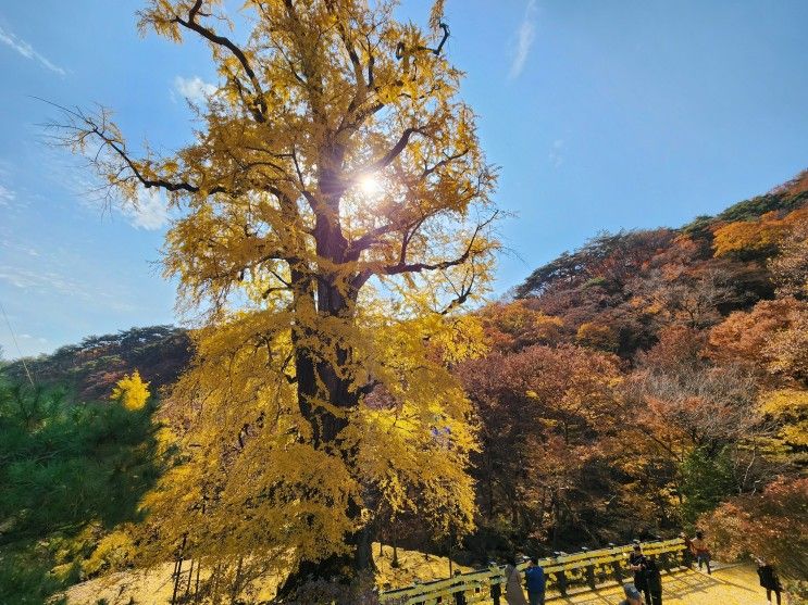 가을 단풍 명소 용문사 은행나무(용문산 관광단지)