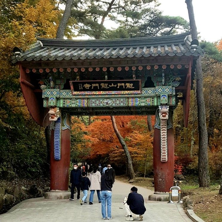 가을 단풍 핫 스폿 - 양평 용문산 관광단지&용문사 은행나무