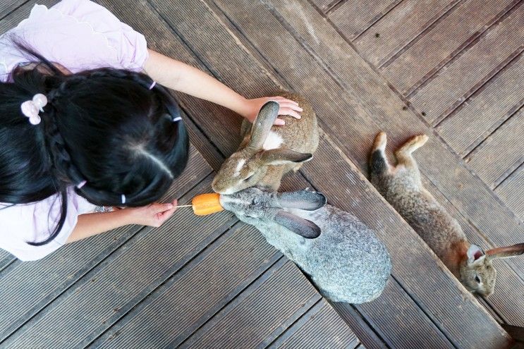 파주 헤이리 카페 '석죽재물고기나무' 목각인형 + 토끼굴 체험