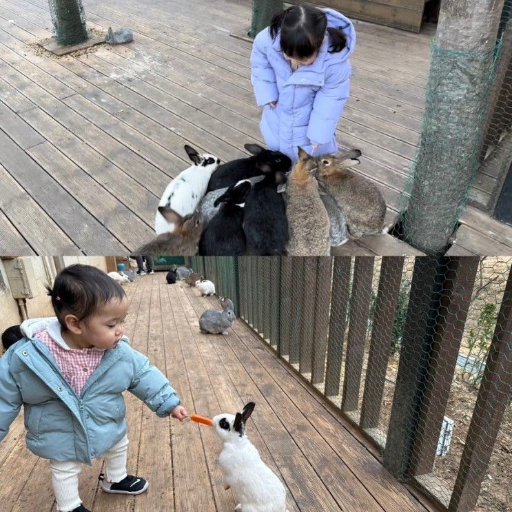 [경기도/파주] 석죽재물고기나무 카페_토끼 먹이 주기 체험&파주...