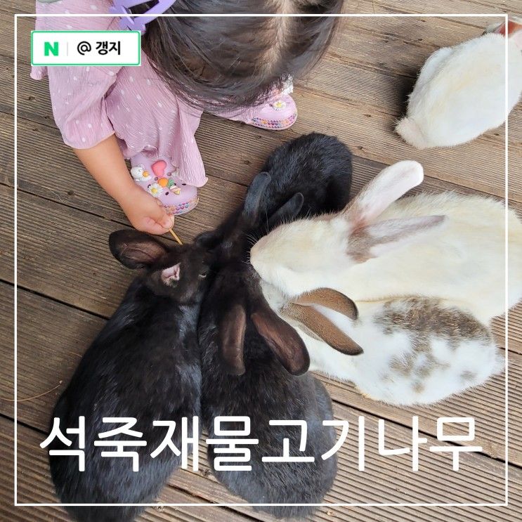 파주 헤이리 마을 토끼 먹이주는 동물 카페 석죽재물고기나무