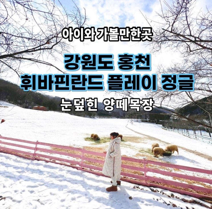 겨울 강원도 홍천 양떼목장 휘바핀란드 플레이정글