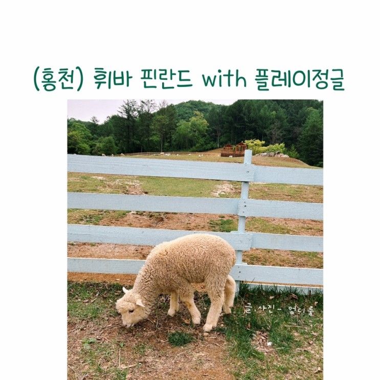 홍천 휘바핀란드 동물, 파충류까지 볼 수 있어요. (36개월 미만...