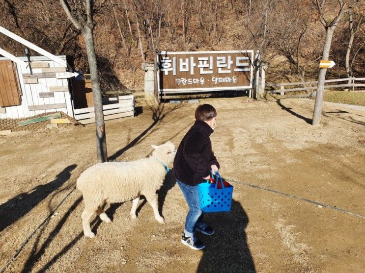 [홍천 휘바핀란드]강원도 양떼목장 홍천 가볼만한 곳