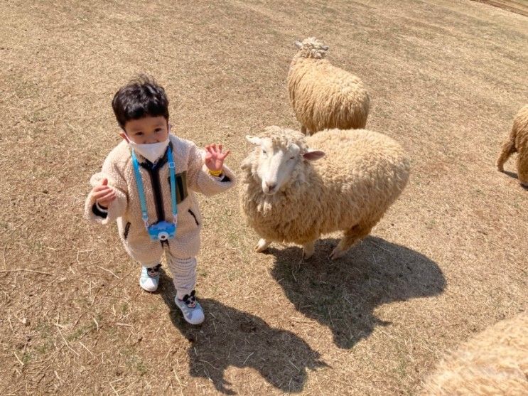 휘바핀란드 양떼목장&파충류 체험. (비발디파크 근처 아이와)