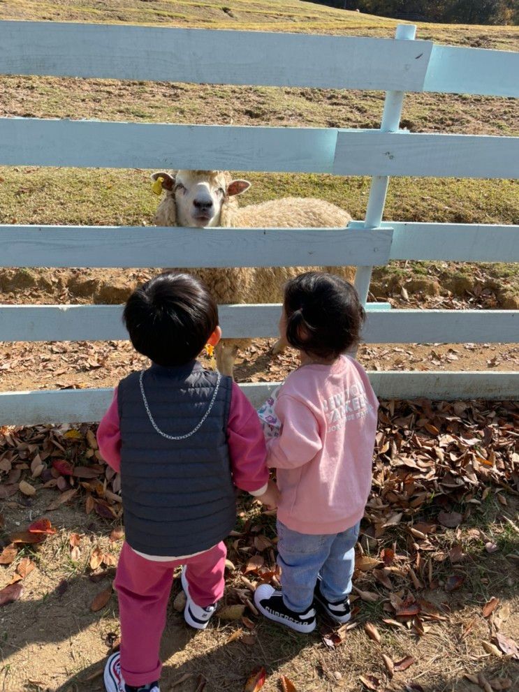 비발디파크 가볼만한 곳 홍천 양떼목장 휘바핀란드