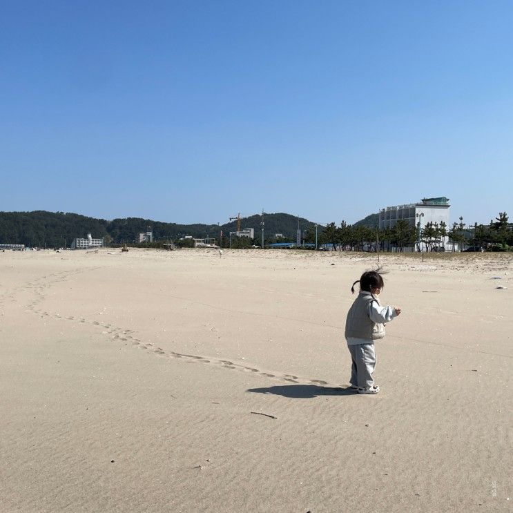 감나무식당, 배배젤라또, 여운포리빵집, 예쁘다 하조대, 서피비치