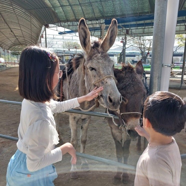 아이들과 갈만한 곳 홍천 동키마을